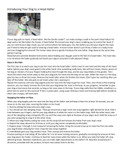 Introducing Your Dog to a Head Halter