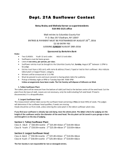 Dept21A Sunflower Contest