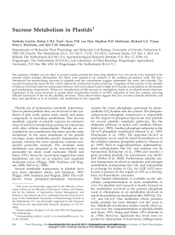 Sucrose Metabolism in Plastids