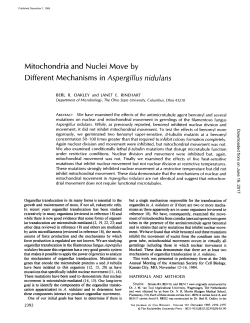 Mitochondria and Nuclei Move by Different Mechanisms in