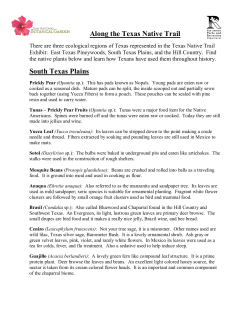 Along the Texas Native Trail South Texas Plains