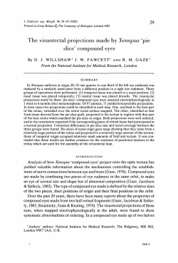 The visuotectal projections made by Xenopus pie slice` compound