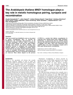 The Arabidopsis thaliana MND1 homologue plays a key role in