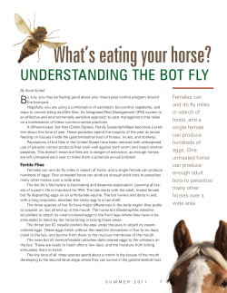 Bot Fly - What`s eating your horse?