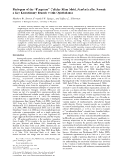 Phylogeny of the ``Forgotten`` Cellular Slime Mold