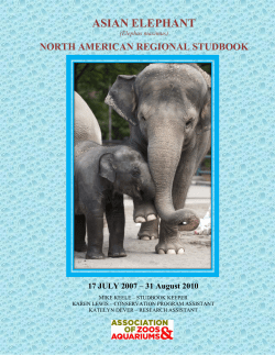 asian elephant