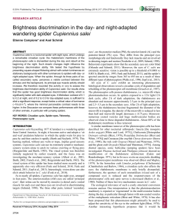and night-adapted wandering spider Cupiennius salei