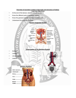 overview of excretory system of the body and structure of kidney