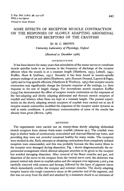 some effects of receptor muscle contraction on the responses of