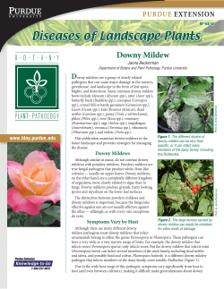 Downy Mildew - Purdue Extension