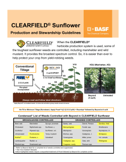 CLEARFIELD&reg; Sunflower