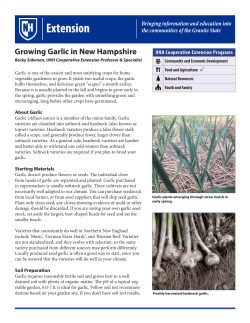Growing Garlic in New Hampshire