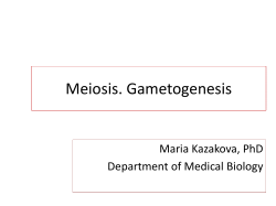 Meiosis. Gametogenesis