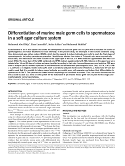Differentiation of murine male germ cells to spermatozoa in a soft