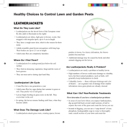 LEATHERJACKETS Healthy Choices to Control Lawn and Garden