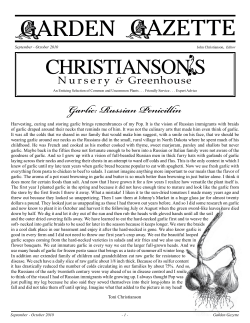 Garlic: Russian Penicillin