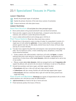 23.1 Specialized Tissues in Plants