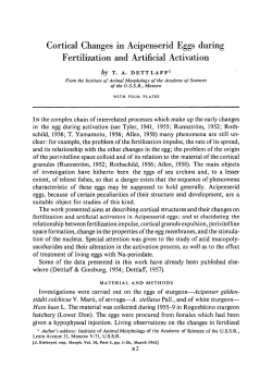 Cortical Changes in Acipenserid Eggs during Fertilization and
