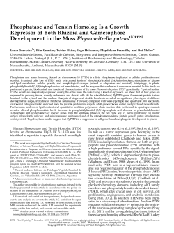 Phosphatase and Tensin Homolog Is a Growth