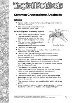 Common Cryptosphere Arachnids