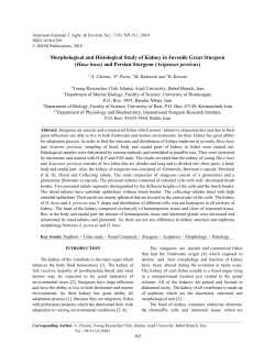 Morphological and Histological Study of Kidney in Juvenile Great