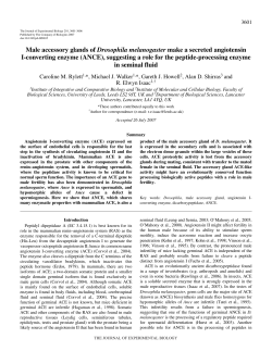 Male accessory glands of Drosophila melanogaster make a