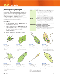 Protist Classification Lab