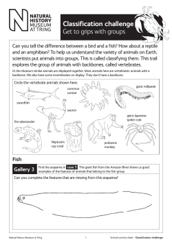 Classification PDF - Natural History Museum
