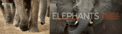 Elephants: a way forward - Conservation Ecology Research Unit