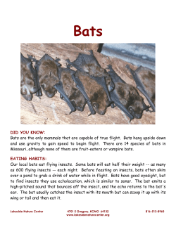 DID YOU KNOW: Bats are the only mammals that are capable of true