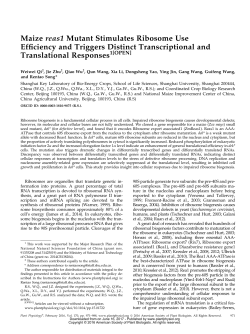Maize reas1 Mutant Stimulates Ribosome Use