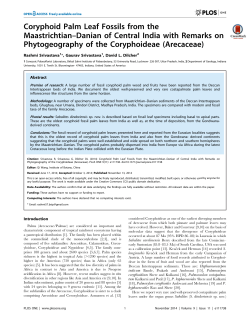 Coryphoid Palm Leaf Fossils from the