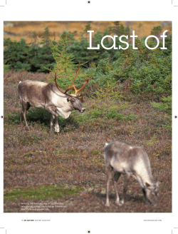 The Last of the Caribou