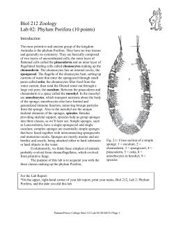 Biol 212 Zoology Lab 02: Phylum Porifera (10 points)