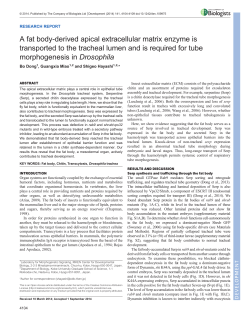 A fat body-derived apical extracellular matrix enzyme