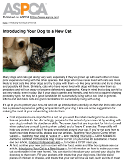 Introducing Your Dog to a New Cat