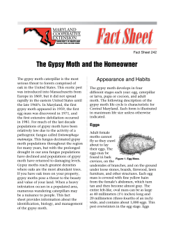 The Gypsy Moth and the Homeowner