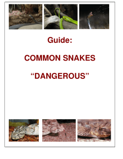 Guide: COMMON SNAKES &ldquo;DANGEROUS&rdquo;