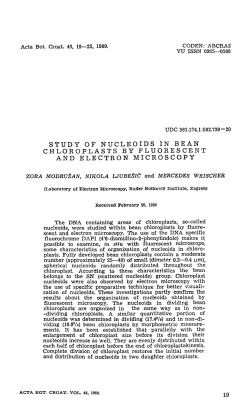 study of nucleoids in bean chloroplasts by fluorescent and electron