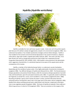 Hydrilla verticillata - Adirondack Watershed Institute