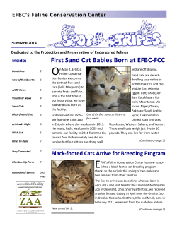 First Sand Cat Babies Born at EFBC-FCC