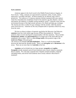 Early amniotes Amniotes appear in the fossil record in the Middle