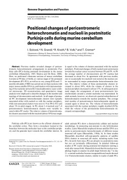 Positional changes of pericentromeric heterochromatin and nucleoli