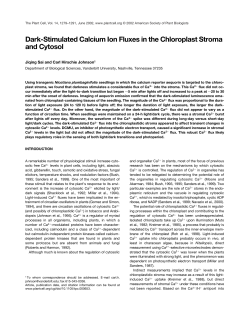 Dark-Stimulated Calcium Ion Fluxes in the Chloroplast Stroma and
