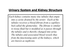 Structures of the Human Urinary System and Their Functions