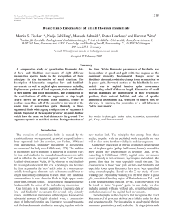 Limb kinematics of small mammals - Journal of Experimental Biology