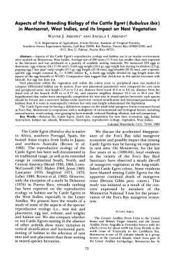 Aspects of the Breeding Biology of the Cattle Egret