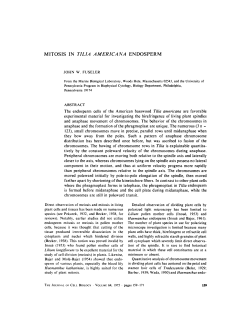 MITOSIS IN TILIA AMERICANA ENDOSPERM