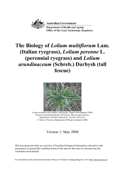Biology of ryegrass and tall fescue