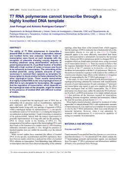 T7 RNA polymerase cannot transcribe through a highly knotted DNA